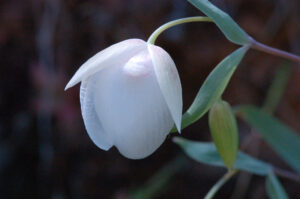 Fairy Lantern, Calochortus albus