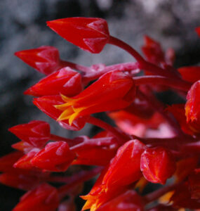 Canyon Dudleya, Dudleya cymosa