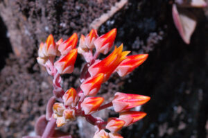 Canyon Dudleya, Dudleya cymosa