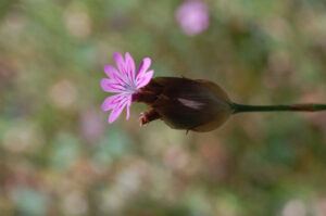 Hairypink, Petrorhagia dubia