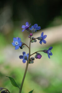 Grand houndstongue, Adelinia grandis