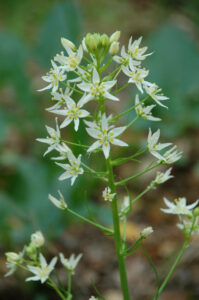 Fremont's death camas, Toxicoscordion fremontii