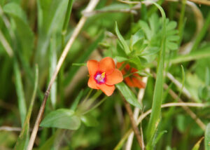 Scarlet pimpernel, Lysimachia arvensis