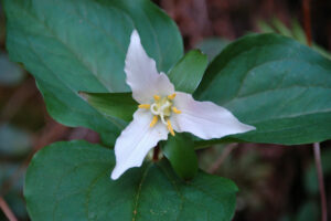 Pacific Trillium, Trillium ovatum