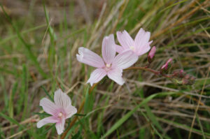 Checkerbloom, Sidalcea malviflora