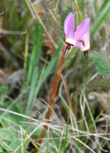 Henderson's shooting star, Primula hendersonii