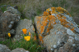California Poppies and boulders at the top