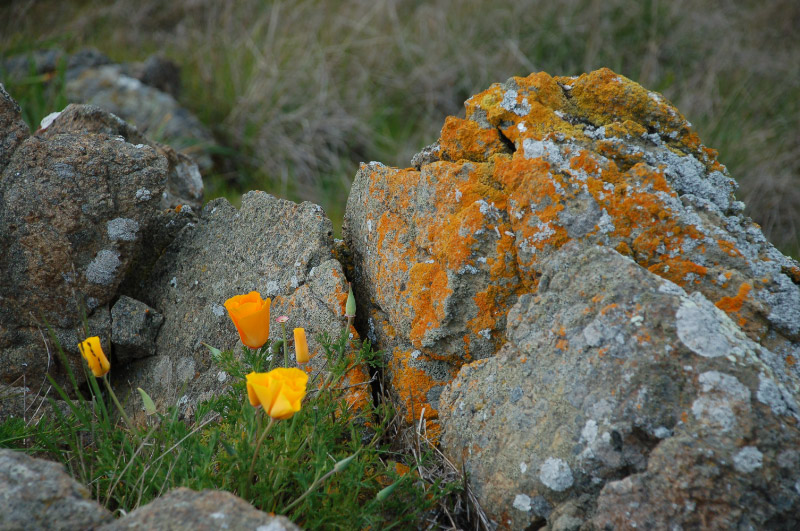California Poppies and boulders at the top