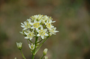 Fremont's death camas, Toxicoscordion fremontii