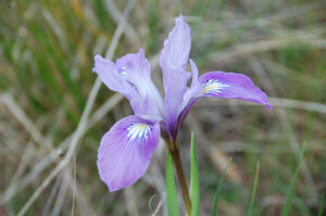 Douglas' Iris, Iris douglasiana