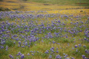 Sky Lupine, Lupinus Nanus