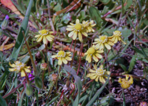 Yellow Carpet, Blennosperma nanum