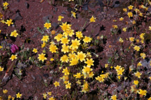 Goldfields, Lasthenia californica