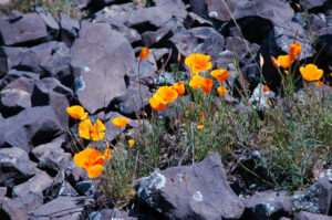 Foothill Poppy, Eschscholzia caespitosa