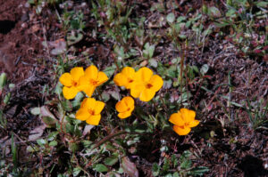 Frying Pans Poppy, Eschscholzia lobbii