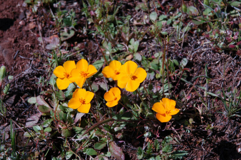 North Table Mountain Wildflowers Charlie Russell Nature Photography
