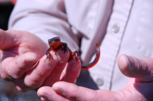 California Newt