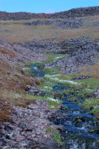 Table Mountain stream with Table Mountain Meadowfoam