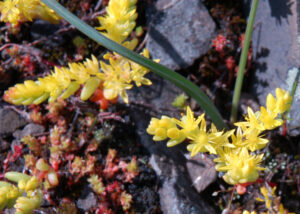 Sierra Mock Stonecrop, Sedella pumila