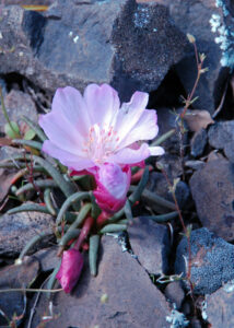 Bitterroot, Lewisia rediviva