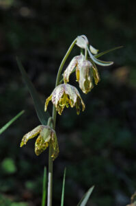 Mission Bells, Fritillaria affinis