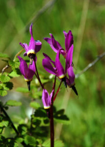 Henderson's shooting star, Primula hendersonii