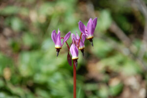 Henderson's shooting star, Primula hendersonii