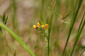 Devil's Lettuce, Amsinckia tessellata