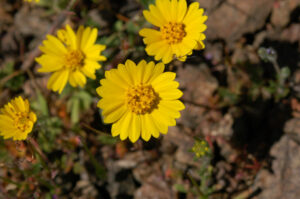 Coastal Tidytips, Layia platyglossa