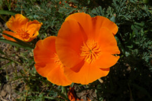 California Poppy, Eschscholzia californica