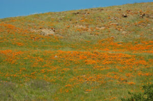 Hillside of California Poppy