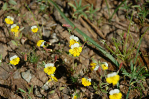 Yellow and White Monkeyflower, Mimulus bicolor