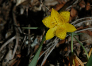 Yellow Star Tulip, Calochortus monophyllus
