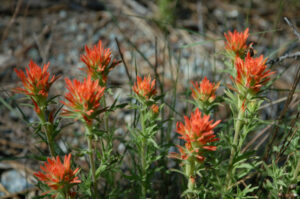 Paintbrush, Castilleja sp.