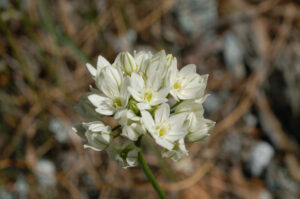Wild Hyacinth, Triteleia hyacinthina