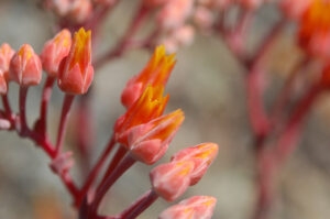 Canyon Liveforever, Dudleya cymosa