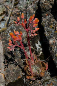 Canyon Liveforever, Dudleya cymosa