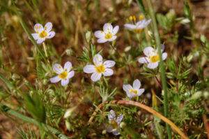 Thread Linanthus, Leptosiphon filipes