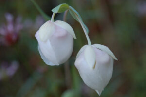 White Fairy Latern, Calochortus albus