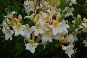 Western Azalea, Rhododendron occidentale