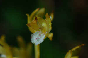 Spotted Coralroot, Corallorhiza maculata