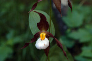 Mountain Lady's Slipper, Cypripedium montanum