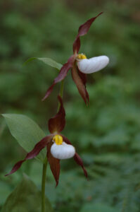 Mountain Lady's Slipper, Cypripedium montanum