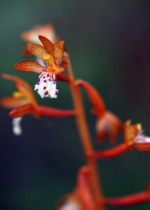 Spotted Coralroot, Corallorhiza maculata