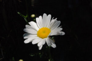 Shasta Daisy, Leucanthemum maximum