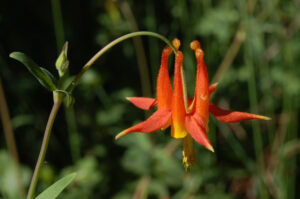 Crimson Columbine, Aquilegia formosa