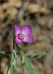 Farewell to Spring, Clarkia sp