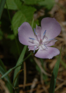 Naked Mariposa Lily, Calochortus nudus