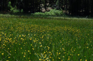 Mostly California Buttercup