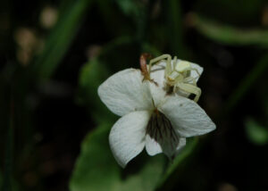 Macloskey's Violet, Viola macloskeyi